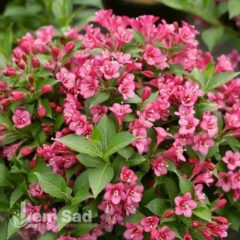 Вейгела цветущая Ауреа (Weigela florida Aurea) 20231 фото