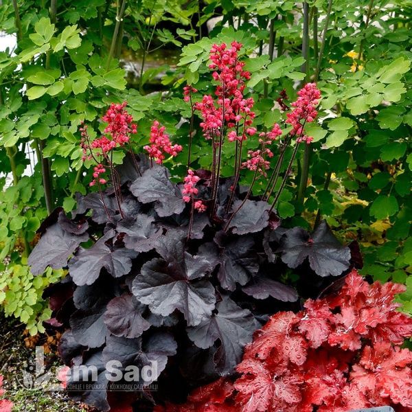 Гейхера Блек Форест Кейк (Heuchera Black Forest Cake) 20272 фото