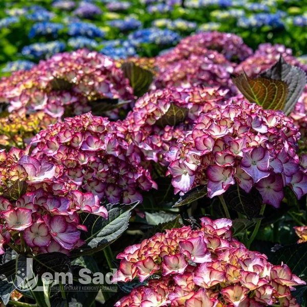 Гортензия крупнолистная Адула (Hydrangea macrophylla Adula) 20337 фото