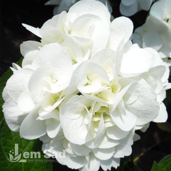 Гортензія великолиста Шакіра (Hydrangea macrophylla Shakira) 20371 фото