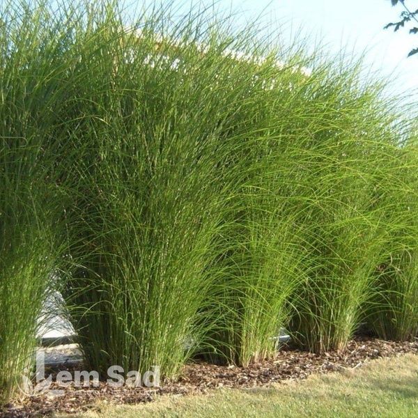 Міскантус Граціллімус (Miscanthus sinensis Gracillimus) 20071 фото