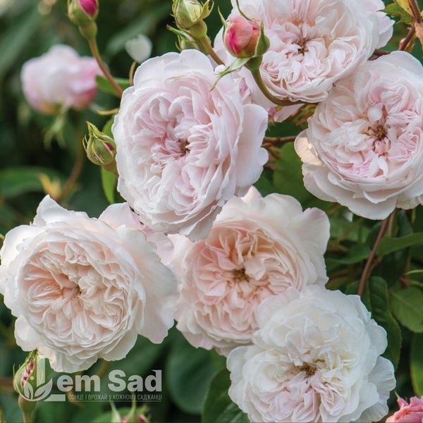Роза английская Клэр Роуз (Rosa Claire Rose) 50014 фото