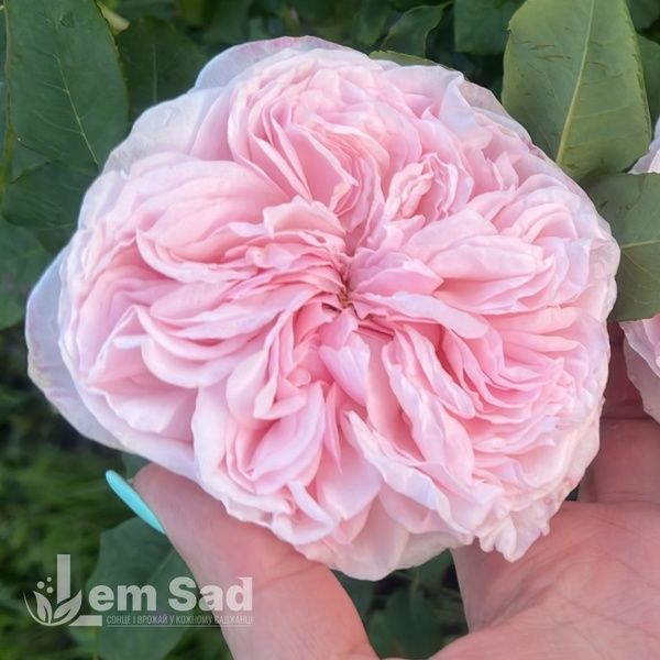 Роза английская Клэр Роуз (Rosa Claire Rose) 50014 фото