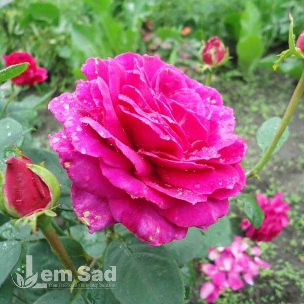 Роза чайно-гибридная Юрианда (Rosa Jurianda) 50039 фото