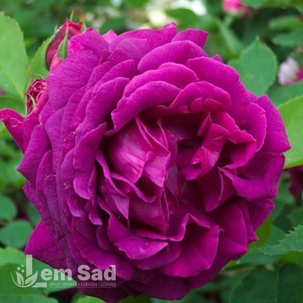 Роза чайно-гибридная Юрианда (Rosa Jurianda) 50039 фото