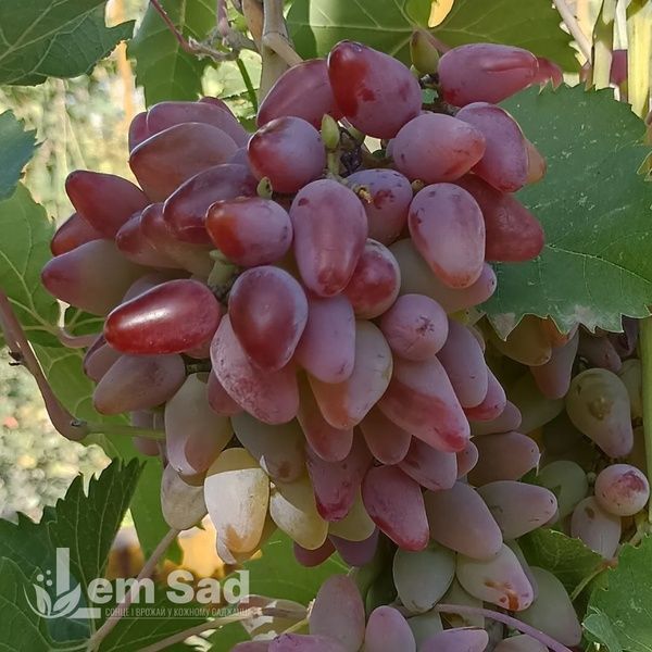 Виноград Оригинал розовый 40019 фото