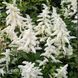 Астильба японская Дойчланд (Astilbe japonica Deutschland) 20121 фото 2