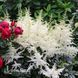 Астильба японская Дойчланд (Astilbe japonica Deutschland) 20121 фото 1
