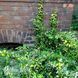 Бересклет Форчуна Санспот (Euonymus fortunei Sunspot) 20181 фото 2