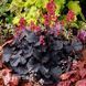 Гейхера Блек Форест Кейк (Heuchera Black Forest Cake) 20272 фото 1