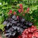 Гейхера Блек Форест Кейк (Heuchera Black Forest Cake) 20272 фото 2