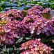 Гортензия крупнолистная Адула (Hydrangea macrophylla Adula) 20337 фото 2