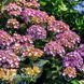 Гортензия крупнолистная Адула (Hydrangea macrophylla Adula) 20337 фото 1