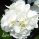 Гортензія великолиста Шакіра (Hydrangea macrophylla Shakira) 20371 фото 2