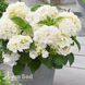 Гортензія великолиста Шакіра (Hydrangea macrophylla Shakira) 20371 фото 1