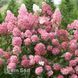 Гортензія метельчата Pink Lady 20022 фото 1