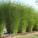 Міскантус Граціллімус (Miscanthus sinensis Gracillimus) 20071 фото 2