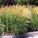 Міскантус Граціллімус (Miscanthus sinensis Gracillimus) 20071 фото 1