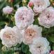 Роза английская Клэр Роуз (Rosa Claire Rose) 50014 фото 3