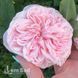 Роза английская Клэр Роуз (Rosa Claire Rose) 50014 фото 2