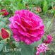 Роза чайно-гибридная Юрианда (Rosa Jurianda) 50039 фото 3
