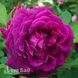 Роза чайно-гибридная Юрианда (Rosa Jurianda) 50039 фото 2