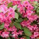 Вейгела цветущая Ауреа (Weigela florida Aurea) 20231 фото 2