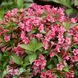 Вейгела цветущая Ауреа (Weigela florida Aurea) 20231 фото 1
