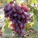 Виноград Оригинал розовый 40019 фото 1