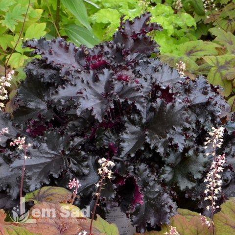 Гейхера Блэк Таффета (Heuchera Black Taffeta) 20273 фото