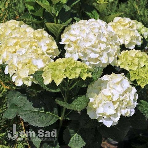Гортензия крупнолистная Кайпиринья (Hydrangea macrophylla Caipirinha) 20338 фото