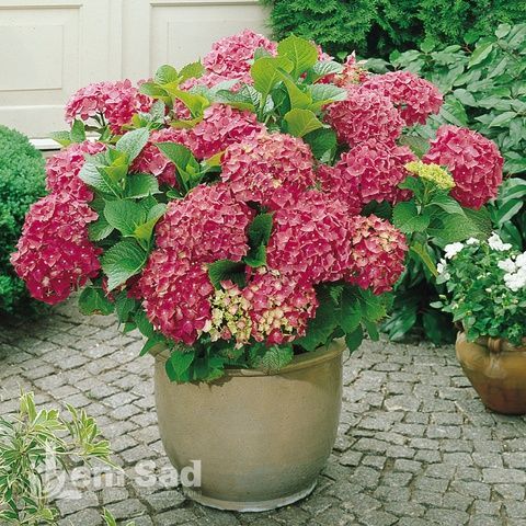 Гортензия крупнолистная Спиди Ред Импрувд (Hydrangea macrophylla Speedy Red Improved) 20372 фото