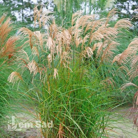 Мискантус Грациелла (Miscanthus sinensis Graziella) 20072 фото