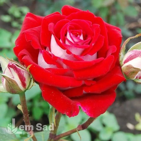 Троянда чайно-гібридна Альянс (Rosa Alliance) 50040 фото
