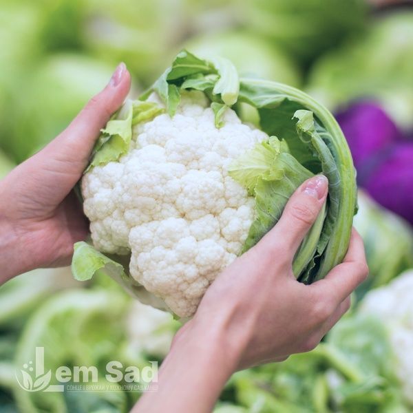 Цветная капуста Сноу бол 70031 фото
