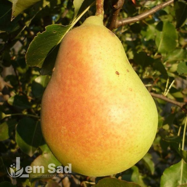 Груша Любимица Клаппа 10059 фото