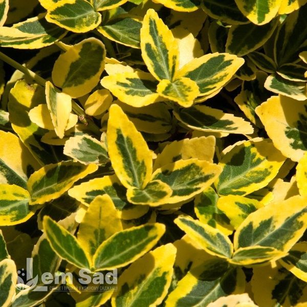 Бересклет Форчуна Емеральд енд Голд (Euonymus fortunei Emerald 'n' Gold) 20182 фото