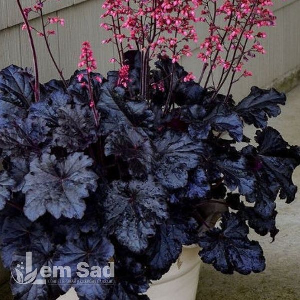 Гейхера Блэк Таффета (Heuchera Black Taffeta) 20273 фото
