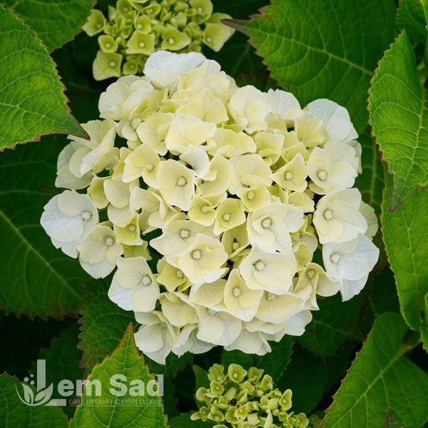 Гортензия крупнолистная Кайпиринья (Hydrangea macrophylla Caipirinha) 20338 фото