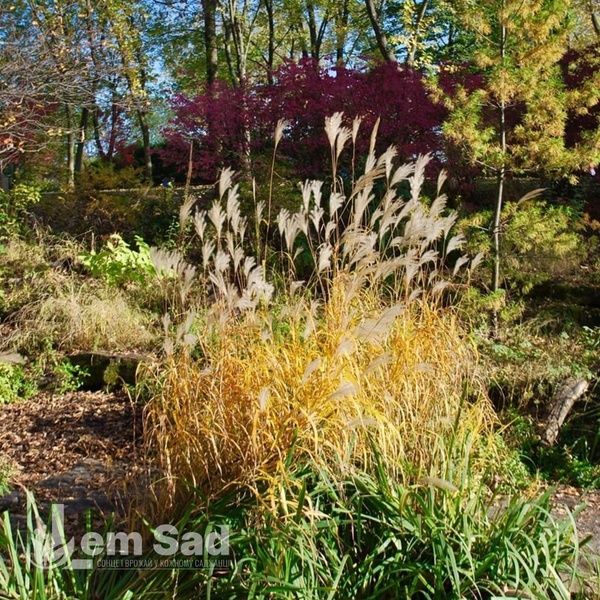 Мискантус Грациелла (Miscanthus sinensis Graziella) 20072 фото