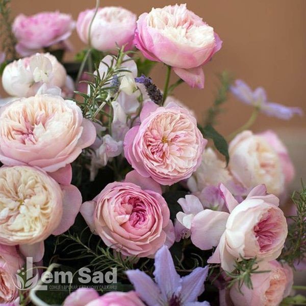 Троянда англійська Констанц (Rosa Constance) 50030 фото