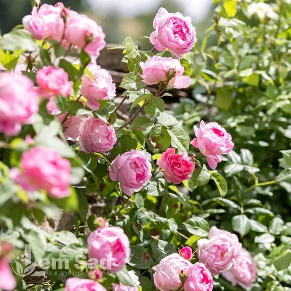 Троянда англійська Констанц (Rosa Constance) 50030 фото