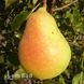 Груша Любимица Клаппа 10059 фото 4