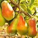 Груша Любимица Клаппа 10059 фото 3