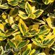 Бересклет Форчуна Емеральд енд Голд (Euonymus fortunei Emerald 'n' Gold) 20182 фото 2