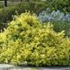 Бересклет Форчуна Емеральд енд Голд (Euonymus fortunei Emerald 'n' Gold) 20182 фото 1
