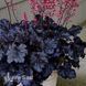 Гейхера Блэк Таффета (Heuchera Black Taffeta) 20273 фото 2