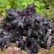 Гейхера Блэк Таффета (Heuchera Black Taffeta) 20273 фото 1