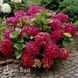 Гортензия крупнолистная Спиди Ред Импрувд (Hydrangea macrophylla Speedy Red Improved) 20372 фото 2