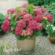 Гортензия крупнолистная Спиди Ред Импрувд (Hydrangea macrophylla Speedy Red Improved) 20372 фото 1